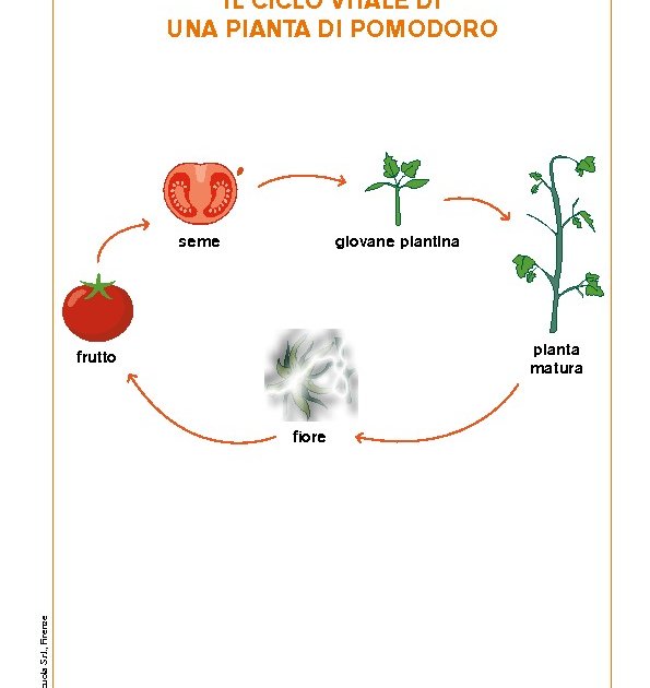 Il Ciclo Vitale Di Una Pianta Di Pomodoro Il Ciclo Vitale Di Una